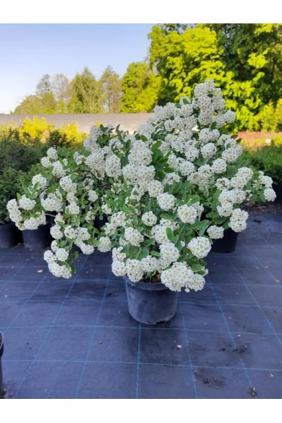 Спірея Вангутта - 5л/вис.55-70см/Ø30-50см